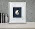 pearled nautilus shell indigo blue background